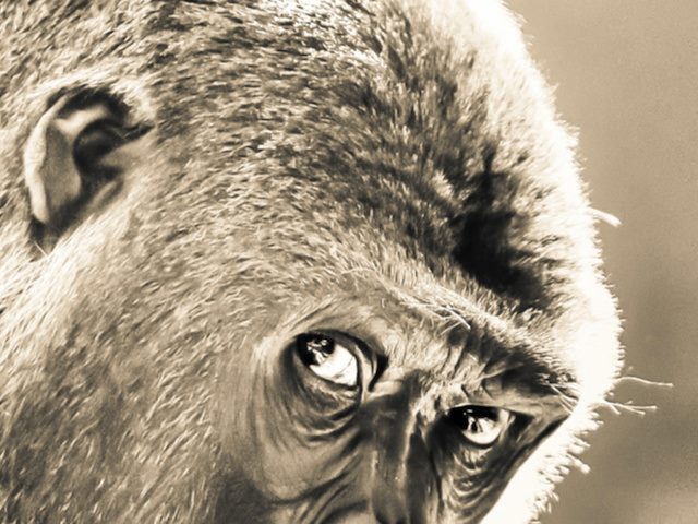 close-up crop of gorilla eyes