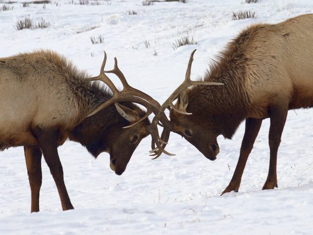 two elk, butting heads