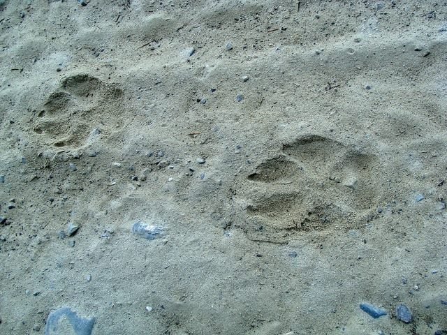 Wolf Tracking
