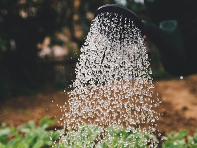 close up of  a watering can watering plants