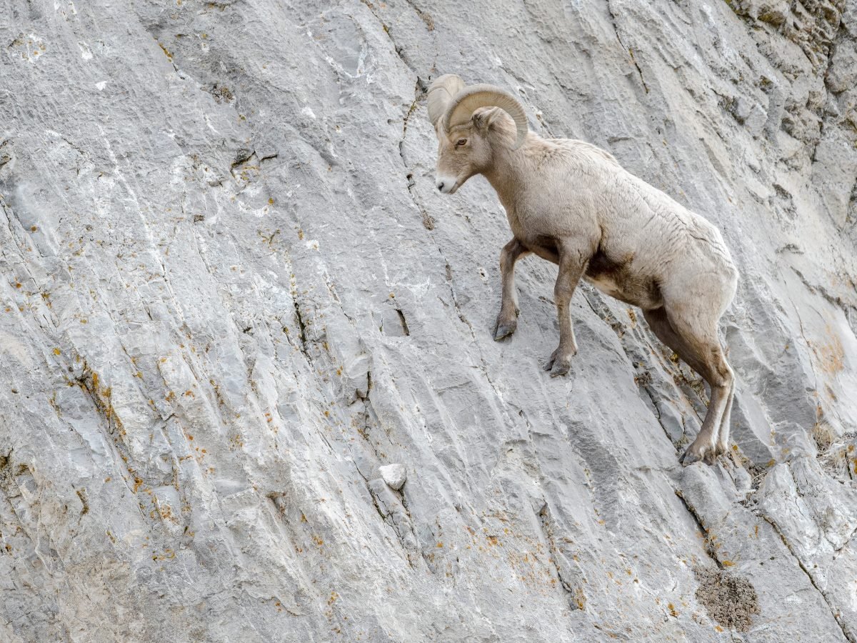 Bighorn sheep (Ovis canadensis) walking on steep cliff in. Yellowstone National Park in Wyoming.
