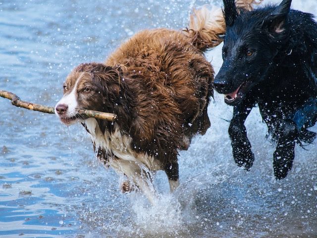 one dog with a stick being chased by another dog through shallow water
