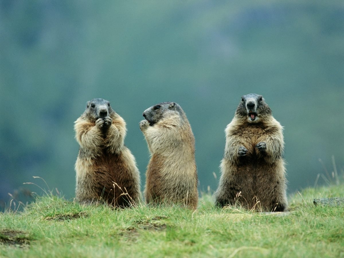 Three marmots standing upright in a grassy meadow, each with a different expression — one with paws near its mouth, one looking to the side, and one appearing to call out.