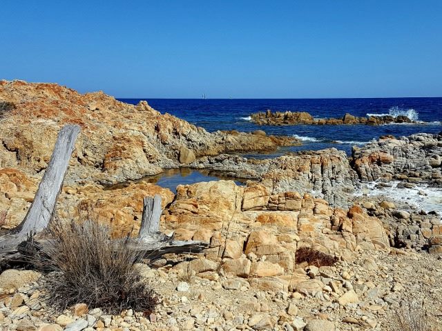 driftwood on rocky beach