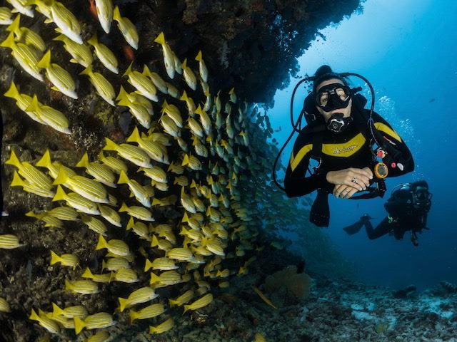 scuba diving  in Maldives next to  a  school of fish