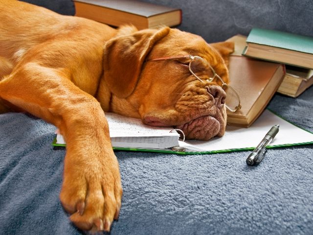 Dog, wearing glasses, sleeping surrounded by books and a pen. 