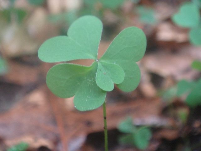 four leafed clover