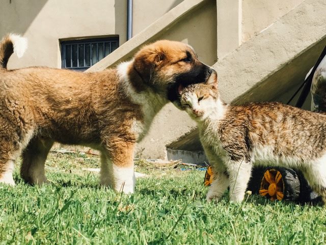 puppy with cat head in its mouth