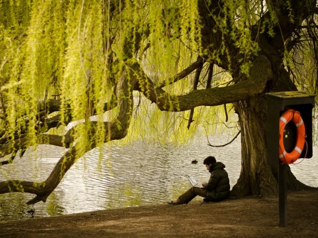 working on a laptop under a willow tree