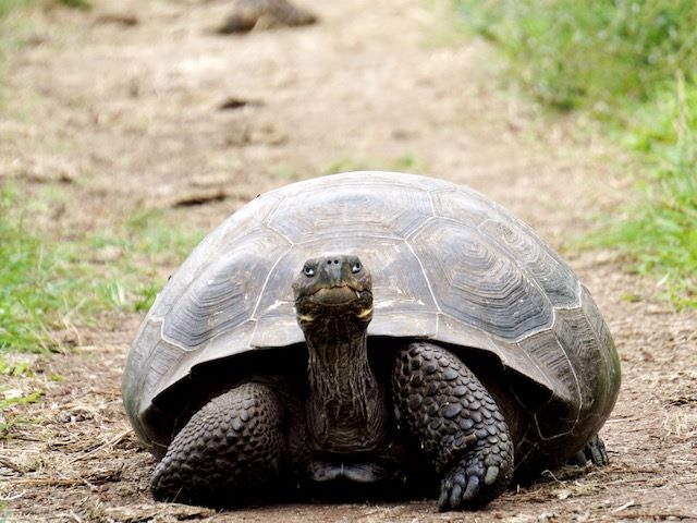 box turtle walking