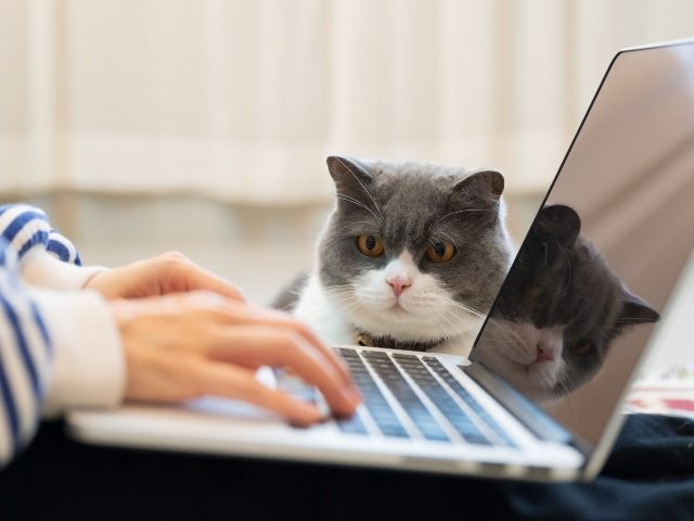 A woman works from home with hare hands visible on laptop, the edges of a white and blue striped sweater are visible, and a gray and white British Shorthair cat  watches from the background and is visible in reflection on the laptop screen. 