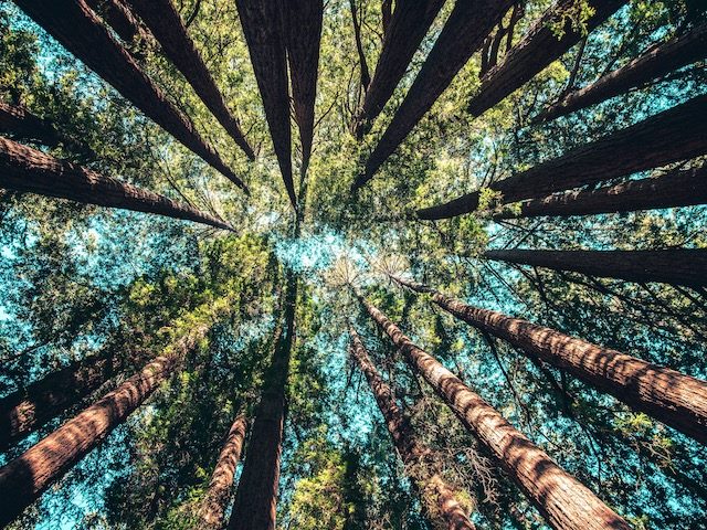 view of trees from below