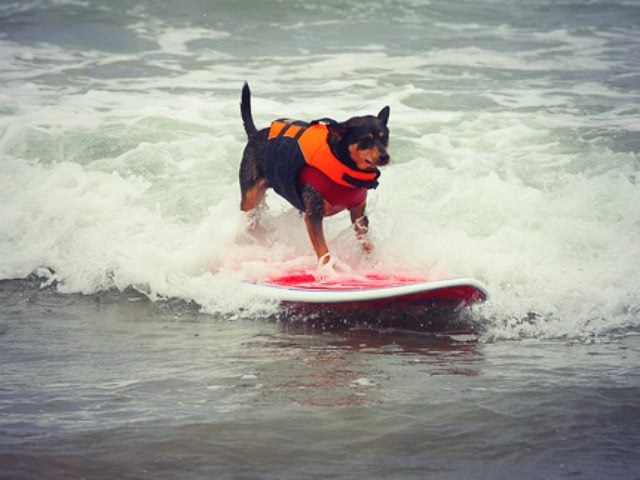 dog surfing