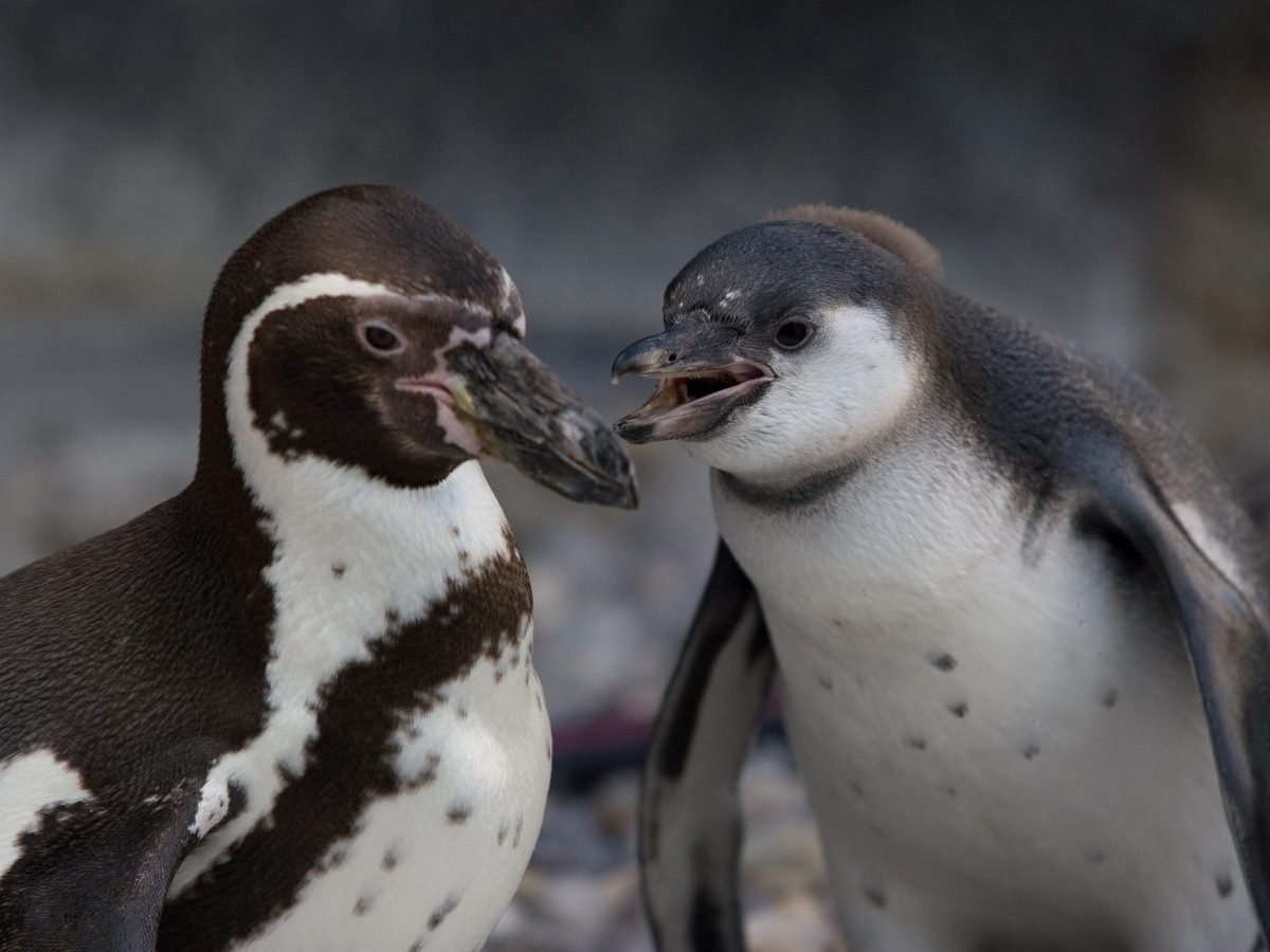 Two penguins standing close together, with one appearing to vocalize or call out while the other looks on.