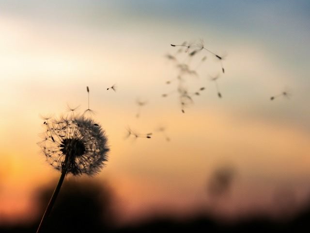 dandelion fuzz