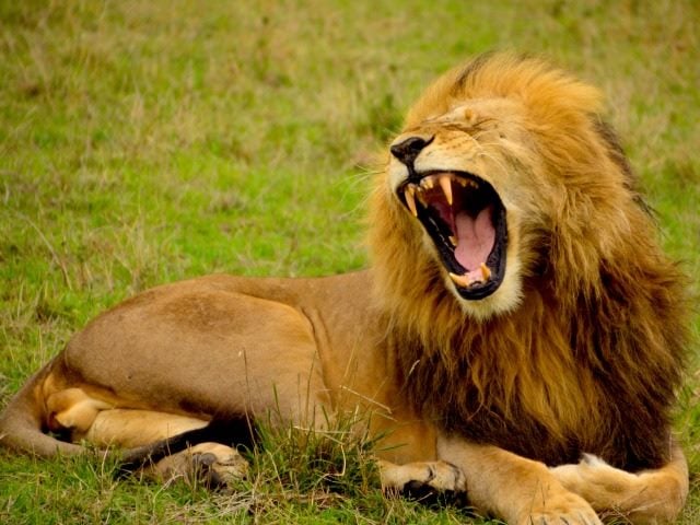 roaring (or yawning?) lion