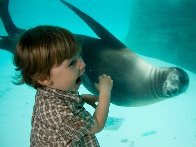 Excited boy with a seal