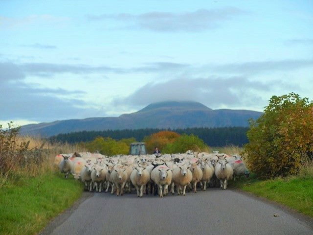Under West Lomond Hill a large flock of sheep forming a wedge attacking posture on a road.