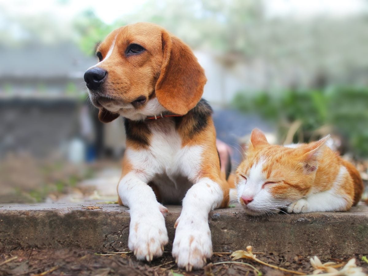 A brown, black and white beagle lies beside an orange-and-white cat resting peacefully outdoors on a concrete surface, with a softly blurred garden background behind them.