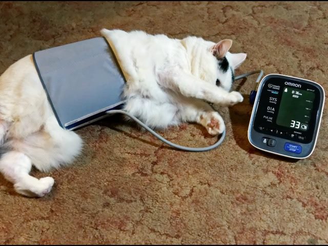 kitty blood pressure