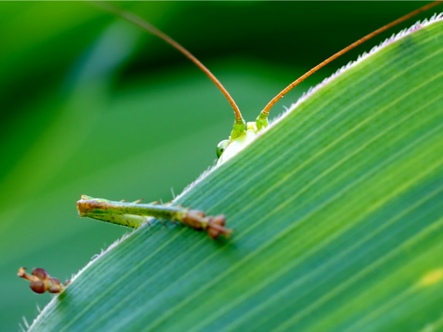 grasshopper hiding behind a leaf