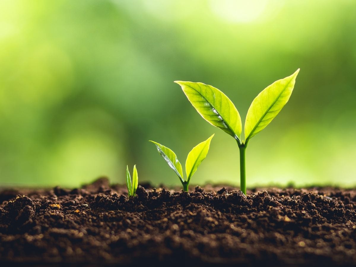 Three green seedlings emerging from dark soil at different stages of growth against a blurred green background, symbolizing rapid business growth or scaling.