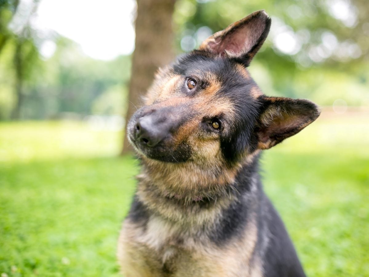 German Shepherd tilting its head inquisitively while standing on green grass in a park-like setting.