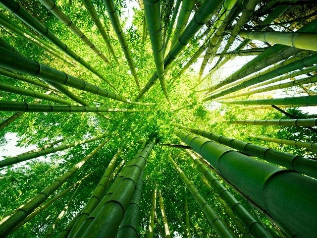 Green bamboo trees, shot from the ground.  