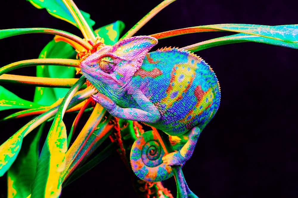 A brightly colored Yemen chameleon hangs on to a green plant and is isolated on black background in piece about contextual targeting.