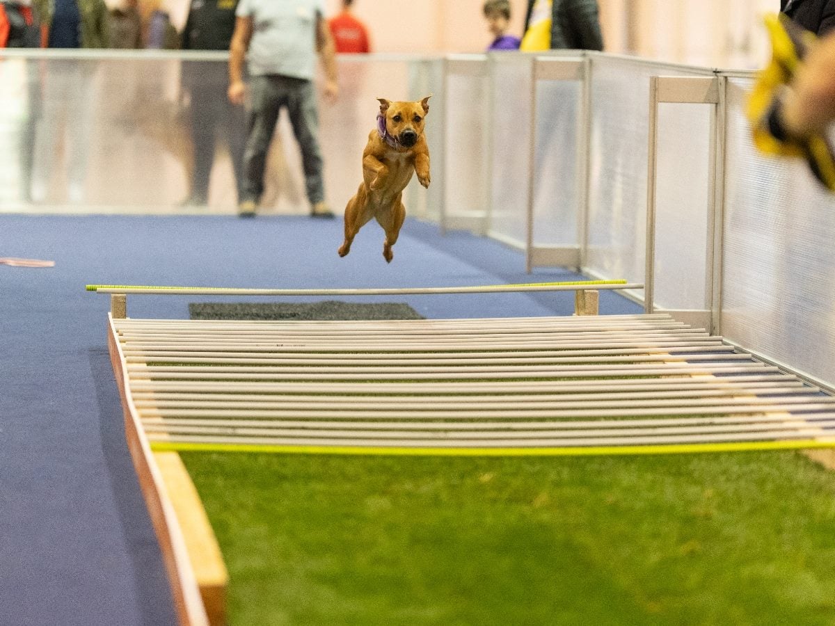 Dog mid-air jumping over an agility obstacle during an indoor canine agility competition, with rails and a ramp course visible in the foreground.
