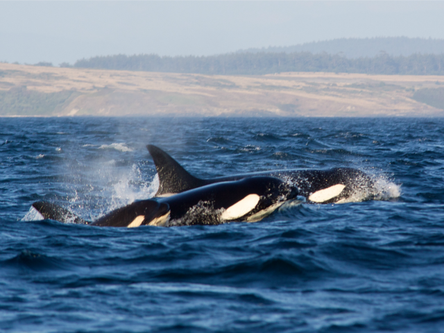 whale family