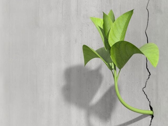 A little green plant grows on the side of a concrete wall, symbolizing the need for adapting cx strategies.