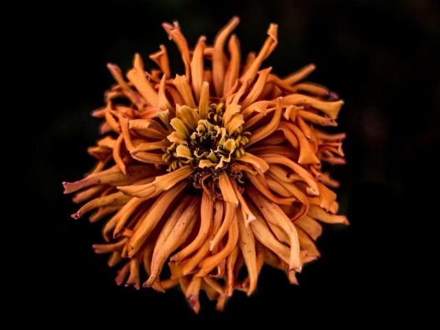 dead flower
