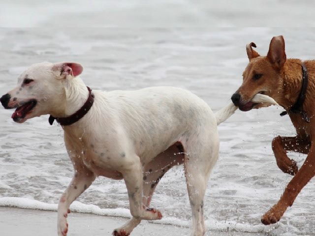 one dog leading another