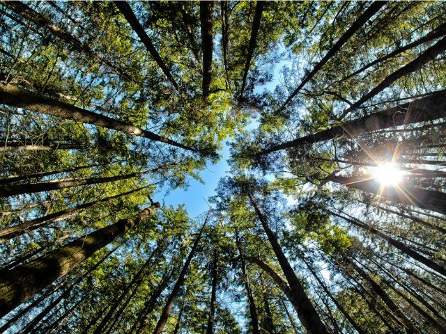 converging trees