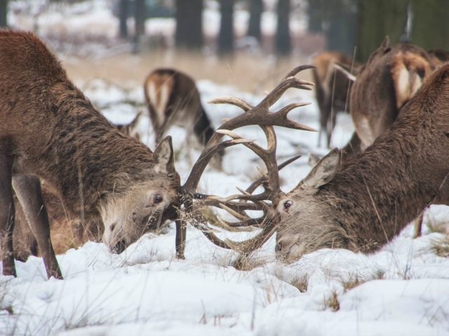 two animals locking horns