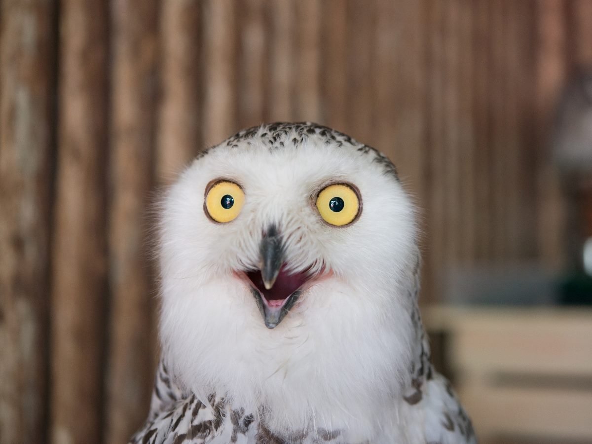 A close-up of a surprised-looking snowy owl with wide yellow eyes and an open beak, set against a wooden background.