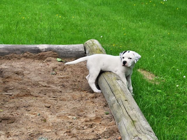 Puppy playing in sandbox.