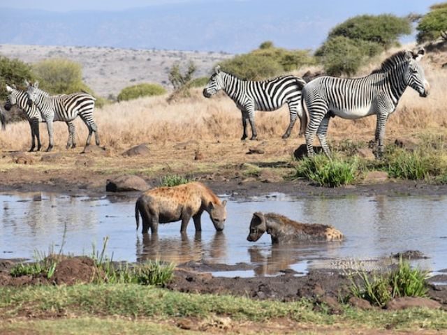 Zebra and hyenas gathered around a watering hole