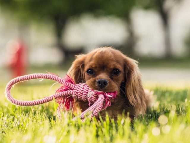 dog ready for tug of war
