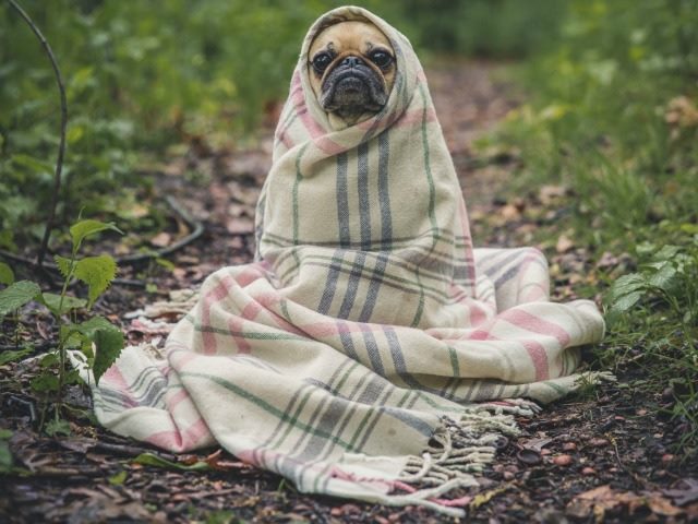 pug in  blanket