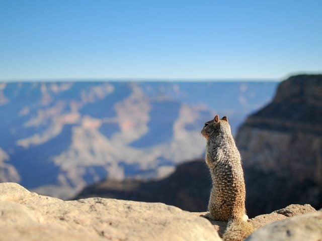 Squirrel Looking At Landscape Of Mountains