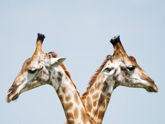 overlapping giraffe necks