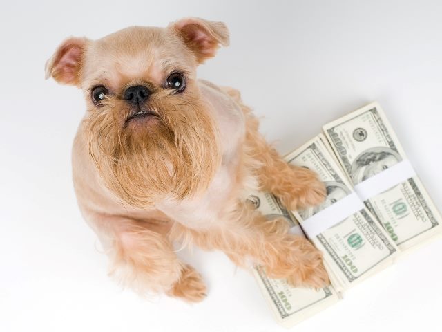 A terrier dog with a "beard" sits looking up into the camera and has his front  paws too the left guarding packets of $100 bill.