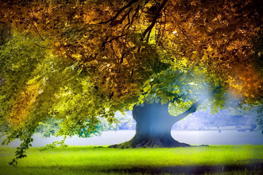 A giant oak with the beginnings of fall colors in its leaves stands alone in the sunshine in piece about third party-cookie deprecation.