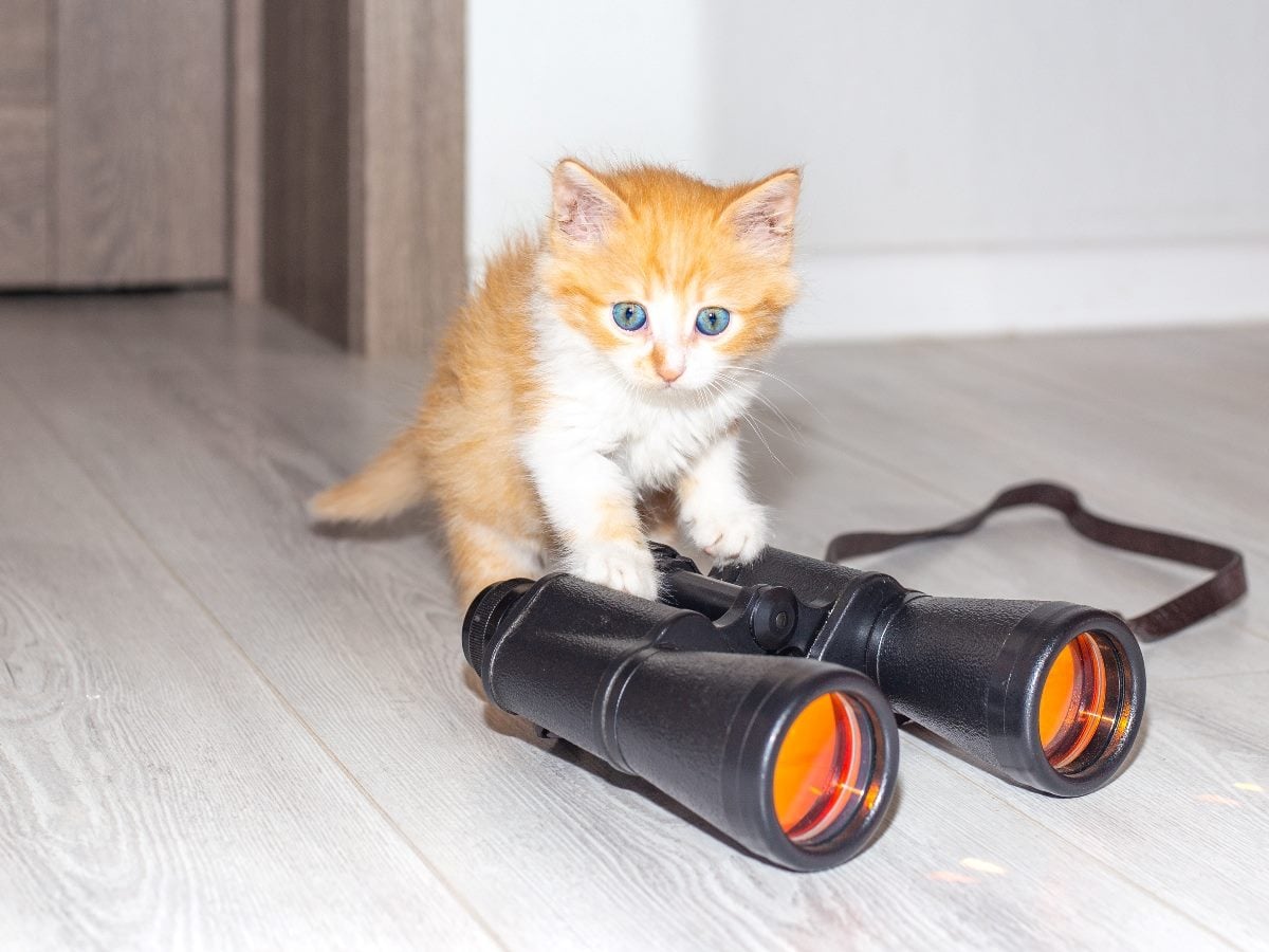 cmswire.com - Pierre DeBois - The Best Free SEO Tools Every Marketer Needs in 2026