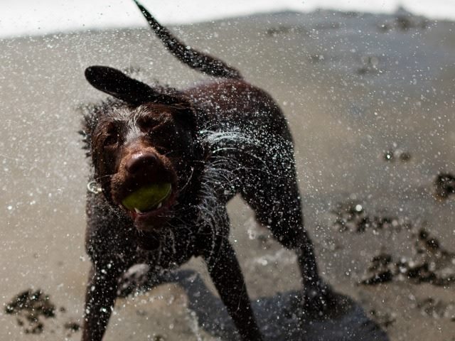 wet dog shaking