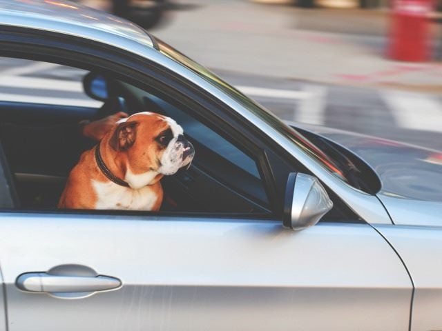 dog in the front seat of a car