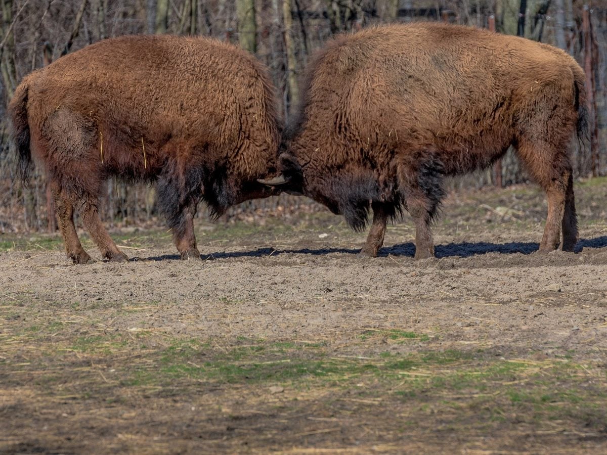 Two bison face each other head-to-head in a display of strength, pressing their foreheads together on a dirt clearing with a wooded background.