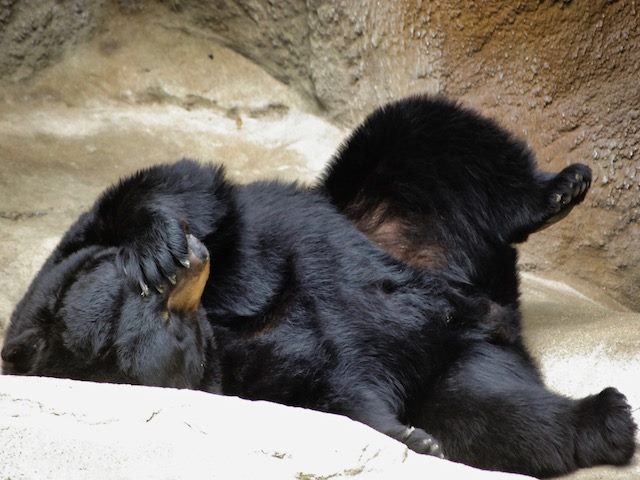 bear with paw over face